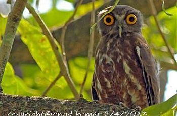 Brown Hawk Owl